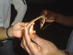 Coniophanes schmidti