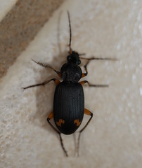 Chlaenius flaviguttatus