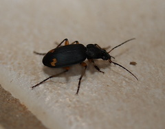 Chlaenius flaviguttatus