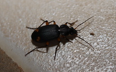 Chlaenius flaviguttatus