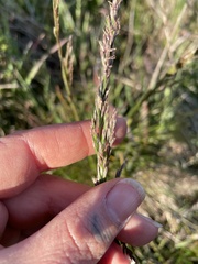 Deschampsia cespitosa holciformis