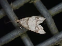 Gymnobathra hamatella