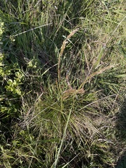 Deschampsia cespitosa holciformis