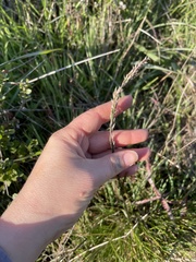 Deschampsia cespitosa holciformis