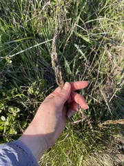 Deschampsia cespitosa holciformis