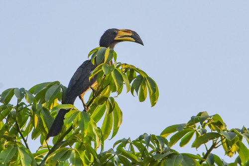 West African Pied Hornbill (Lophoceros semifasciatus), photo 5