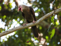 Corvus tristis