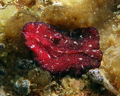 Pseudoceros cruentus
