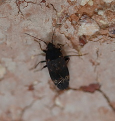Neolethaeus tenebrosus