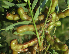 Indigofera cryptantha image