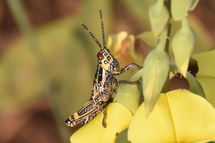 Zonocerus variegatus