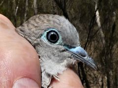 Geopelia placida placida