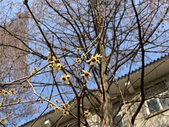 Chimonanthus praecox