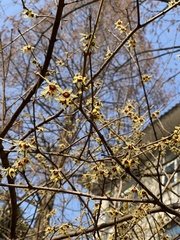 Chimonanthus praecox