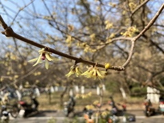 Chimonanthus praecox