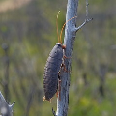 Polyzosteria limbata