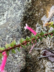 Epacris reclinata