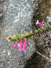 Epacris reclinata