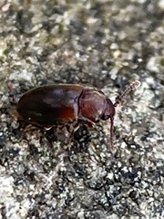 Cryptophagus scanicus