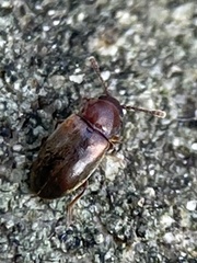 Cryptophagus scanicus