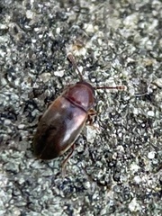 Cryptophagus scanicus