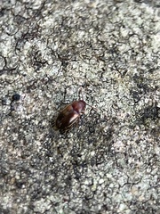 Cryptophagus scanicus