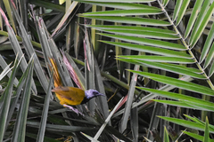 Hypergerus atriceps