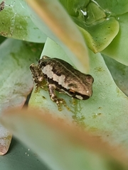 Litoria dentata