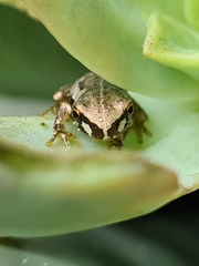 Litoria dentata