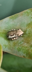 Litoria dentata