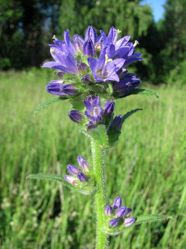 Bristly Bellflower