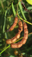 Indigofera cryptantha subsp. cryptantha image