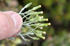 Senecio gunnii