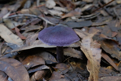 Cortinarius kioloensis