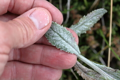 Senecio gunnii