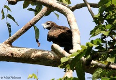 Aquila gurneyi