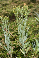 Senecio gunnii