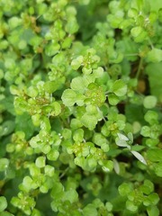 Pilea peploides major