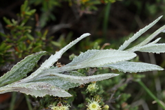 Senecio gunnii