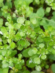 Pilea peploides major