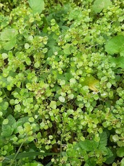 Pilea peploides major