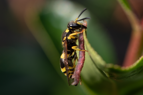 European tube wasp