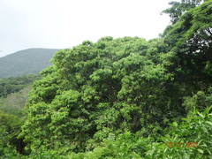 Hura polyandra