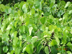 Hura polyandra
