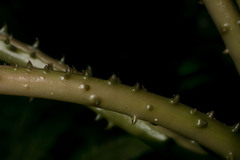 Cyanea grimesiana