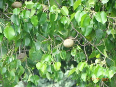 Hura polyandra