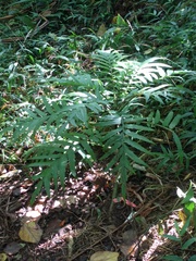 Cyanea grimesiana