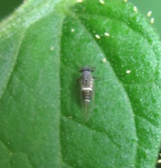 Bactericera cockerelli