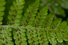 Diplazium sandwichianum