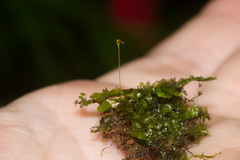 Entosthodon subintegrus